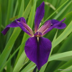 Iris × fulvala