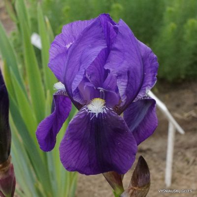 Iris × germanica var. nepalensis