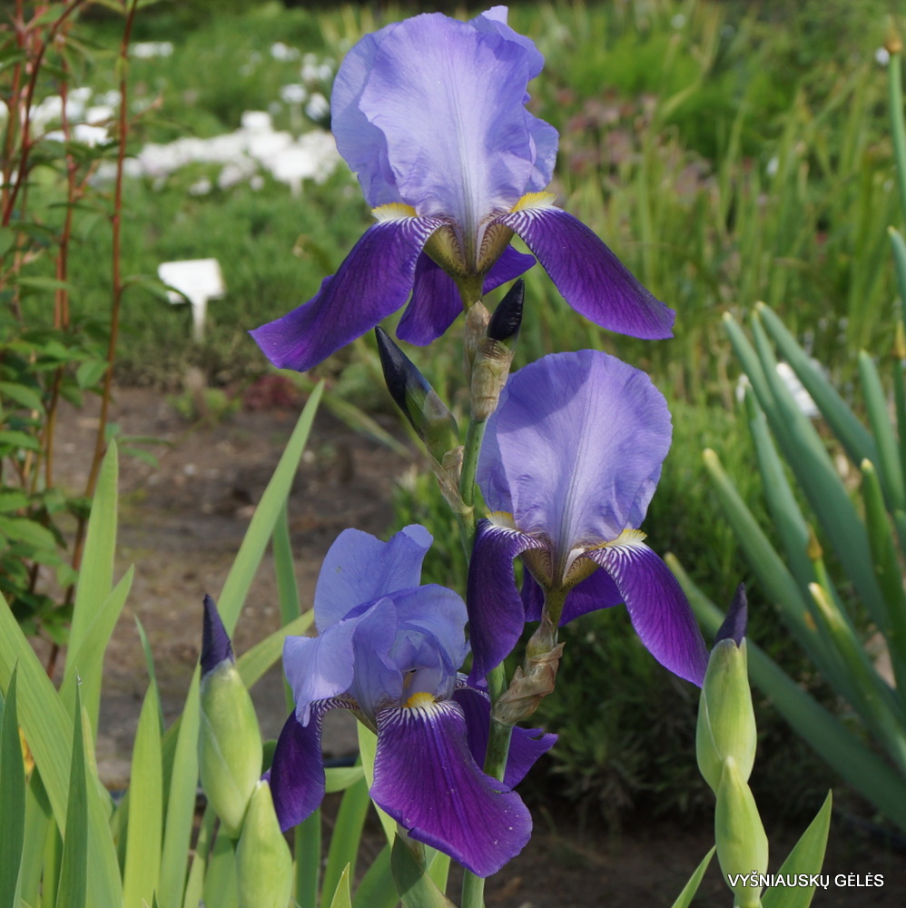 Iris × germanica var.macedonica (2)