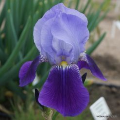 Iris × germanica var.macedonica