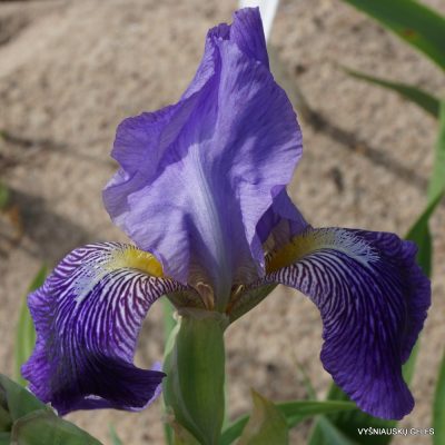 Iris × neglecta (2)