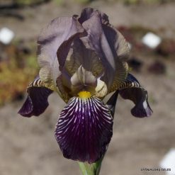 Iris × sambucina