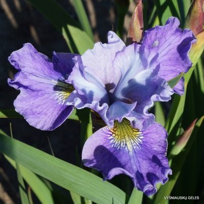 Iris × sibtosa 'Berlin Magenta' (2)