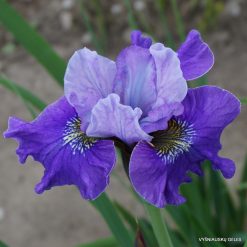 Iris × sibtosa 'Berlin Magenta'