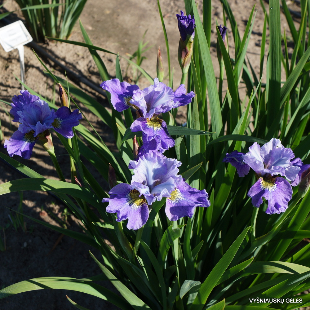 Iris × sibtosa 'Berlin Magenta' (3)