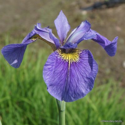 Iris × sibtosa 'Happy Traveler'