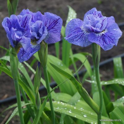 Iris × sibtosa 'Pausback Sibtosa' (2)