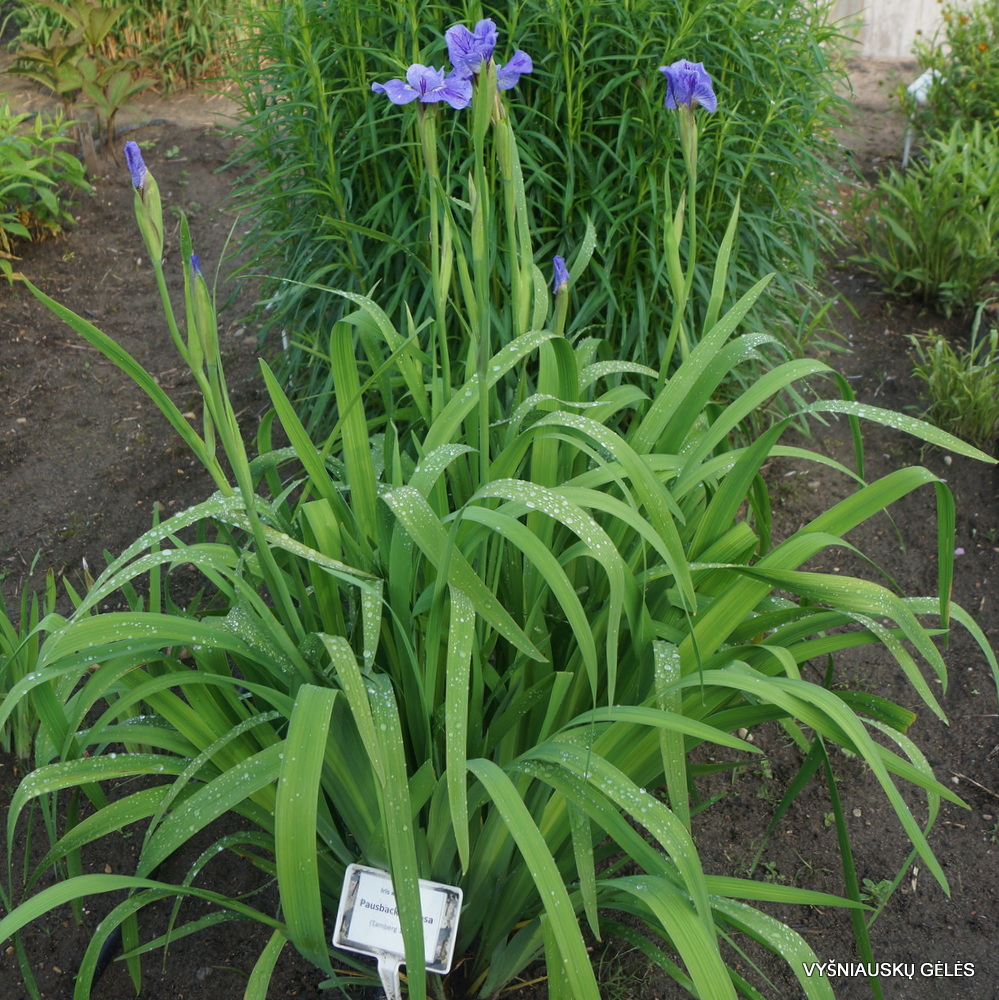 Iris × sibtosa 'Pausback Sibtosa' (3)