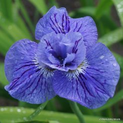 Iris × sibtosa 'Pausback Sibtosa'