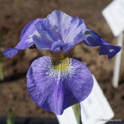 Iris × sibtosa ‘Pausback Sibtosa’