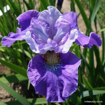 Iris × sibtosa 'Sibtosa Ruffles' (2)