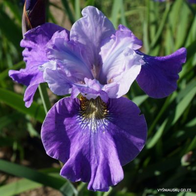 Iris × sibtosa 'Sibtosa Ruffles'
