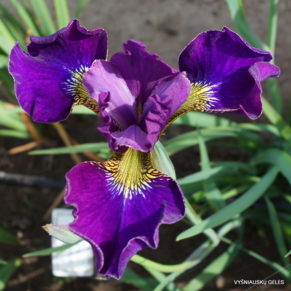 Iris × sibtosa 'Sibtosa Wine' (3)