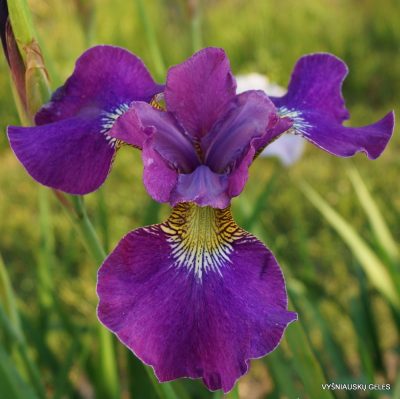 Iris × sibtosa ‘Sibtosa Wine’