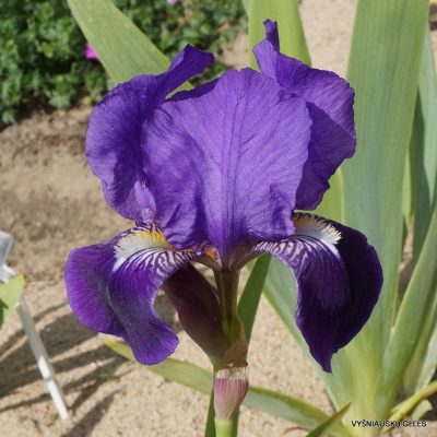Iris × spectabilis (2)