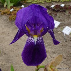 Iris × spectabilis
