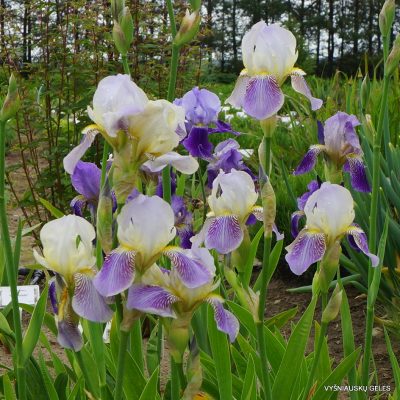 Iris × squalens