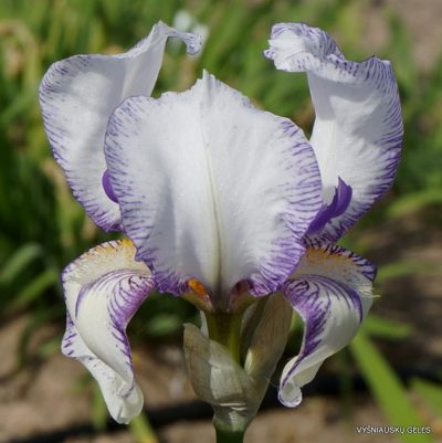 Iris × swertii (2)