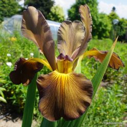 Iris 'Čiurlionis'