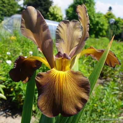 Iris ‘Čiurlionis’