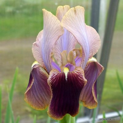 Iris ‘Amphion‘ (2)