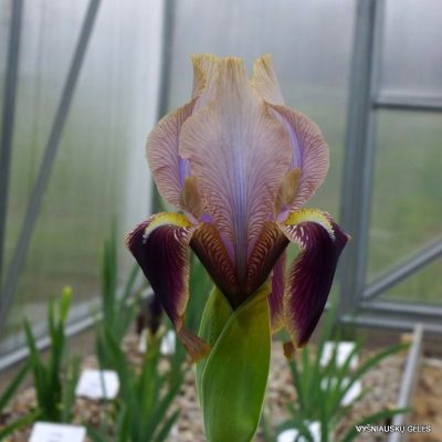 Iris ‘Amphion‘