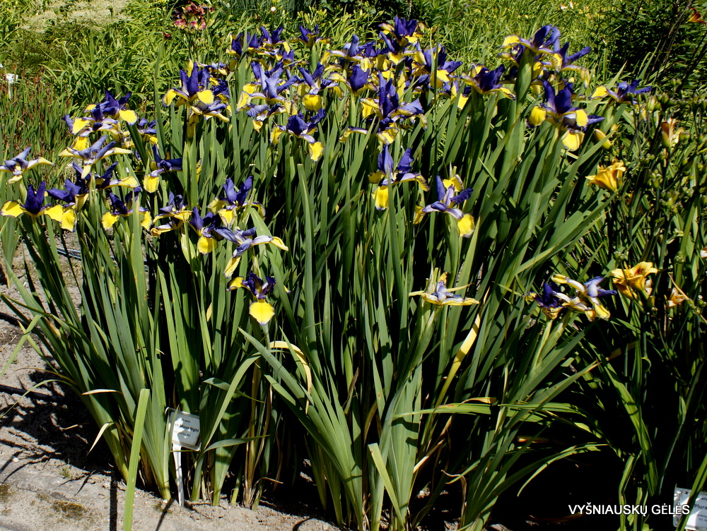 Iris ‘Three Moon Night’ (2)