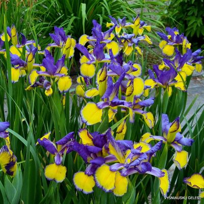 Iris ‘Three Moon Night’ Iris ‘Three Moon Night’