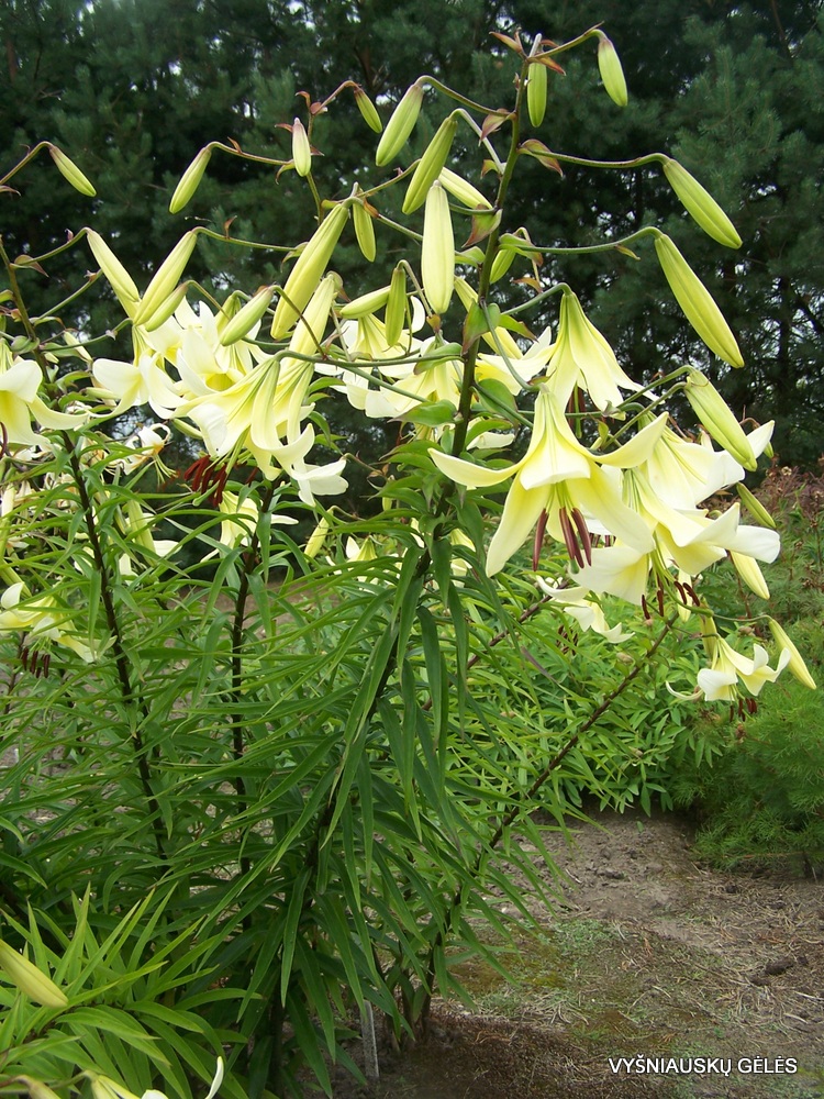 Lilium 'Egzotika' (Aurelian Hybrid) (2)