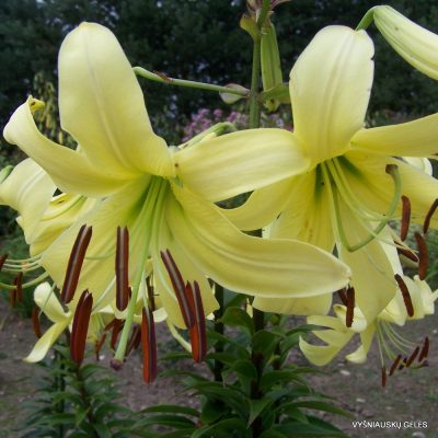 Lily ‘Egzotika’ (Aurelian Hybrid)