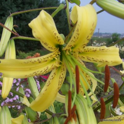 Lily ‘Latgale Sombrero’ (Aurelian Hybrid)