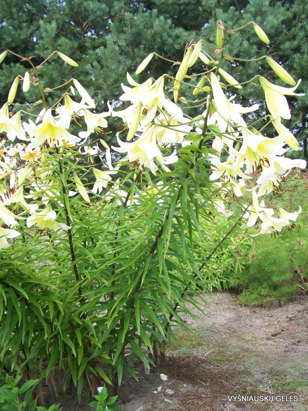 Lily 'Latgale Souvenirs' (Aurelian Hybrid) (2)