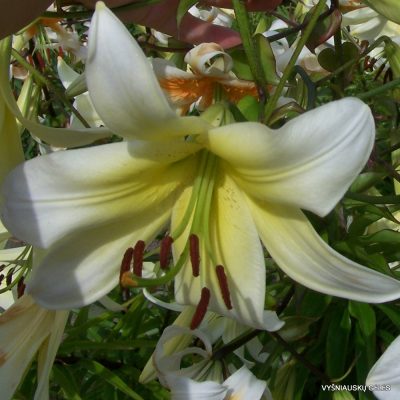 Lily ‘Latgale Souvenirs’ (Aurelian Hybrid)