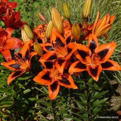 Lily ‘Lily Allen’