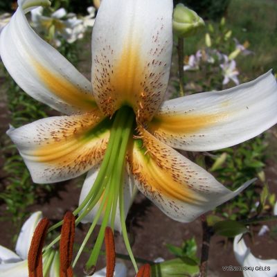 Lily ‘Malta’ (Aurelian Hybrid)