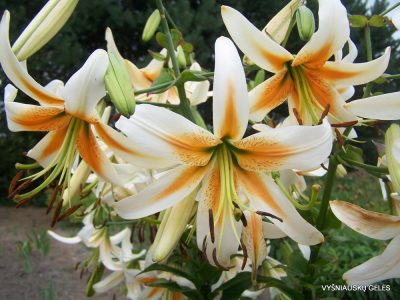Lily ‘Rekyva’ (Aurelian Hybrid)