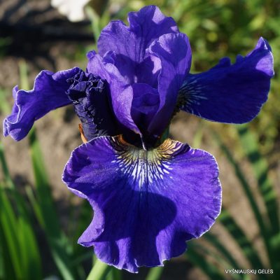iris 'Prussian Blue' (2)