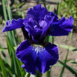 iris 'Prussian Blue'