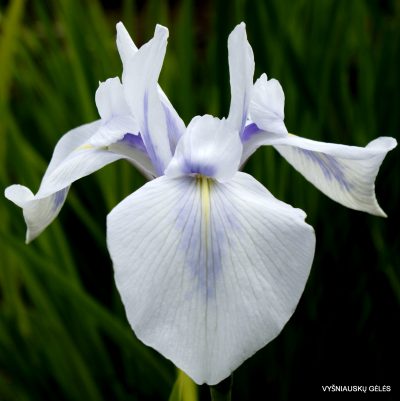 iris 'Whispering Clouds'
