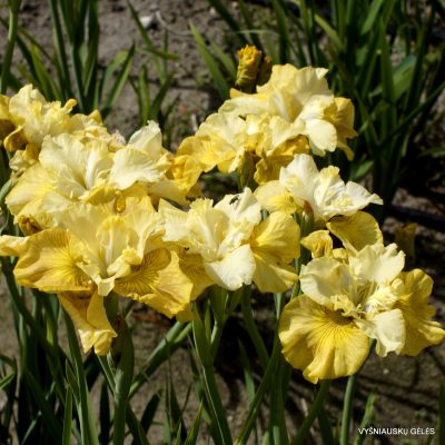 iris Wish Me Luck
