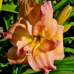 Daylily 'Blessed Morning'