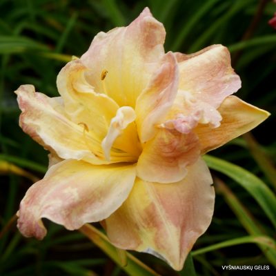Daylily ‘Blessed Morning’