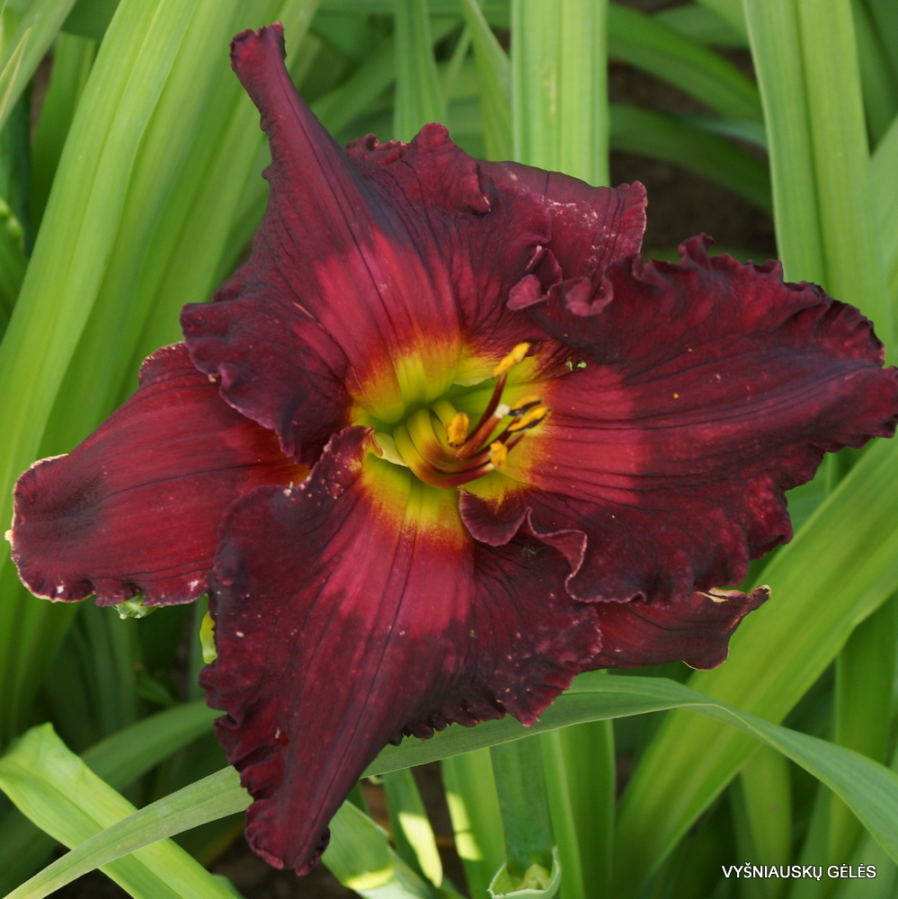Daylily 'Clash of Absolutes' (2)