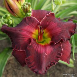 Daylily 'Clash of Absolutes'