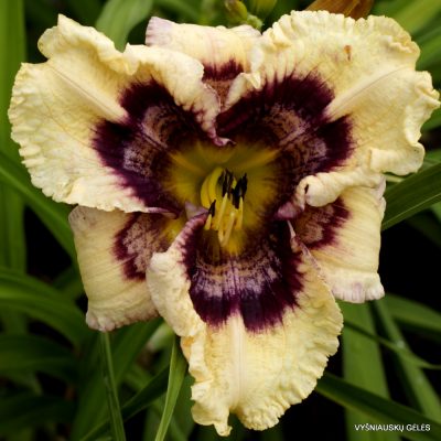 Daylily 'Echo Dancer'