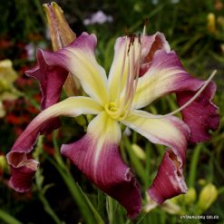 Daylily 'French Fare'