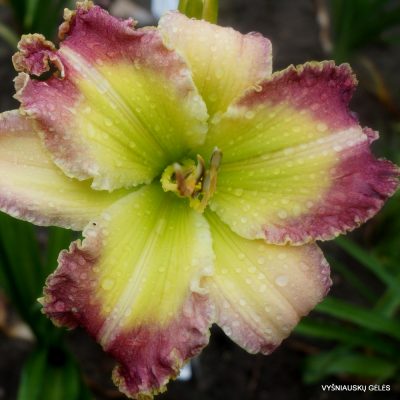 Daylily 'Guy's Outrageous'