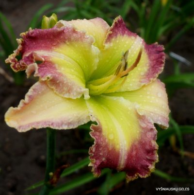 Daylily 'Guy's Outrageous' (2)