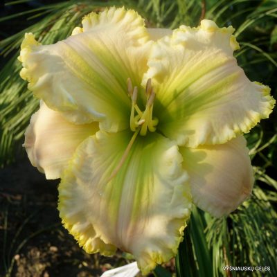 Daylily 'Guy's Swan Song'