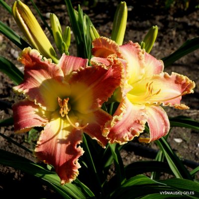 Daylily 'Heavenly New Frontiers' (2)